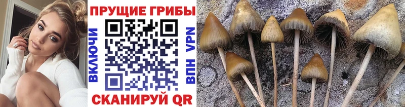 Галлюциногенные грибы ЛСД Приозерск